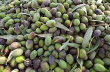 Olive Harvest Palestine Max Carter PWE 12/4/2022 Eau Claire Quakers